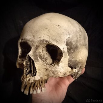 Replika lidské lebky human skull replica - 4