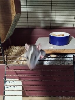 Potkani a barevné myšky - 4