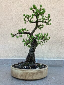 Bonsai, Bonsaj, jamadori, modřín - 4