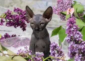 Sphynx - 4