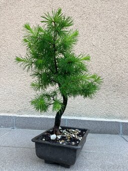 Bonsai, Bonsaj, jamadori, modřín - 4