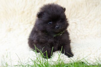 POMERANIAN - 4