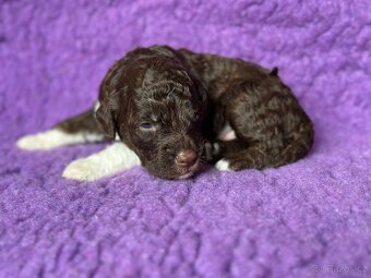 Lagotto romagnolo s PP - 4