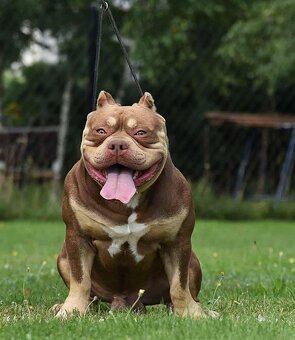 American bully extrém - 4