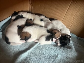 Jack Russell teriér - 4