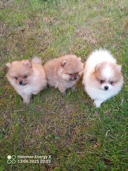Pomeranian bez Pp - 4