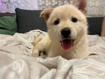 Zlatý retrívr/labrador - 4