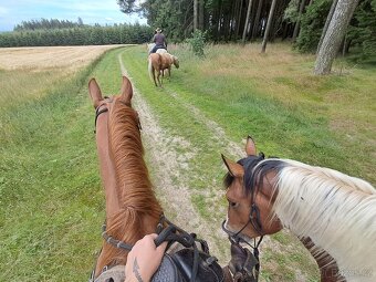 Valach Quarter horse - 4
