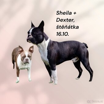 Bostonský teriér colorred - 4