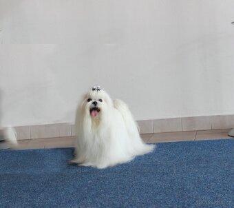 Maltézský psík s PP - 4