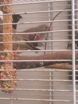 Prodám zebry chůvy,kanáři. - 4