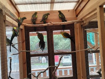 Papoušek horký - 4