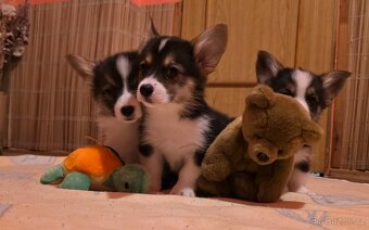 Welsh corgi pembroke  s PP - 4