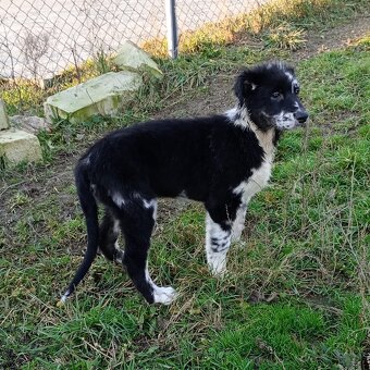 Australský ovčák bez PP - 4