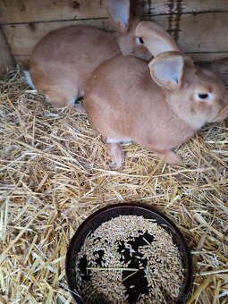 Králík burgundský -samice - 4