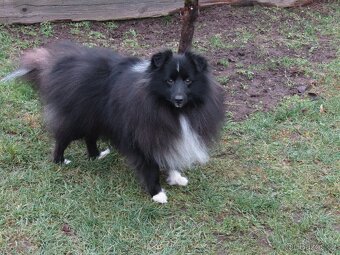 Sheltie/šeltie - bicolor pes s PP a zdravotními testy - 4