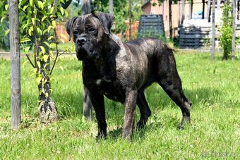 Cane Corso štěňata s FCI PP - 4