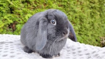 Zakrslý beránek, králíček, králík - PIPER - 4