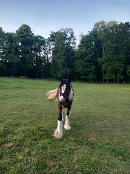 Alisa hledá domov🏡 - 4