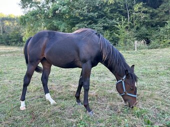 Perspektivní Paint Horse kobylka - 4