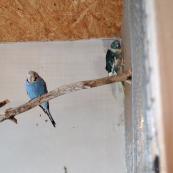 Kakariki rudočelý - 4