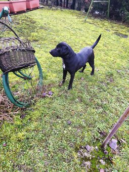 Darujem labradora/ Weimarského stavača - 4