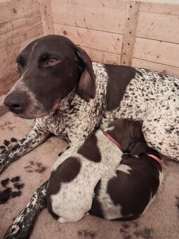 Německý ohař krátkosrstá štěňata - 4