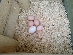 Prodám domácí vajíčka - 4