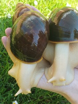 Africký šnek - Archachatina puylaerti leucistic body - 4