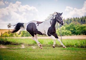 Luxusní PAINT Horse plemeník, DOUBLE HOMOZYGOT - 4