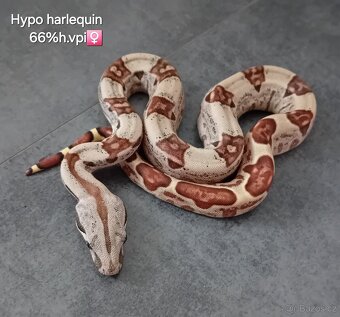 Hroznýš královský (boa constrictor) - 4