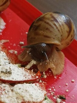 Lissachatina reticulata classic - Africký šnek - 4