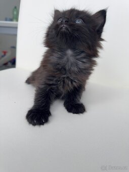 Mainská mývalí - 4