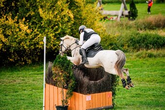 Pony valach do sportu - 4