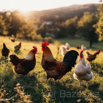 Kouhout Araukana, Ayam Cemani, Forverka, Brakelka - 4