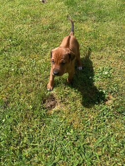 Prodám štěňátka Rhodeských ridgebacků s PP - 4