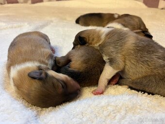 Skotská dlouhosrstá kolie - 4