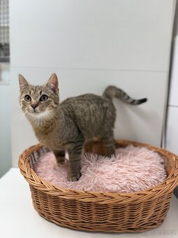 Pipin, mourovaté koťátko - 4