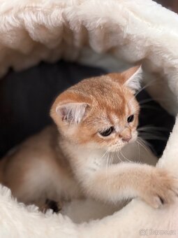 Britské kotě zlatá činčila s PP - 4