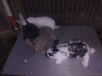 Králíci Hylla x Massyla vhodní do chovu - 4