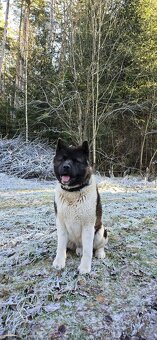 Krytí Americká Akita - 4