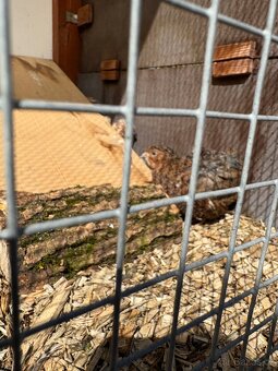 Křepelky - kohoutci - 4