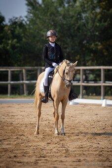 Pony B, valach 13let – drezura, parkur, ZZVJ, výstavy/ - 4