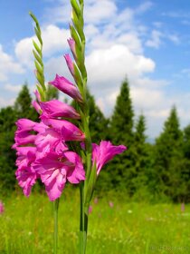 Mečík střechovitý -Gladiolus imbricatus 500 sem. 50 Kč - 4