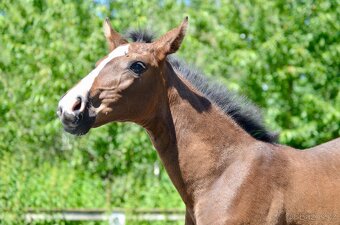 Lusitano klisna nar. 5/2024 - 4