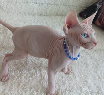 Kanadský Sphynx - 4