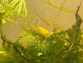 Krevetky žluté Yellow fire - Neocaridina davidi - 4