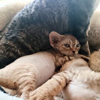 Devon rex - 4