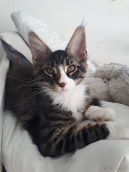 Mainske mívali koťata - 4