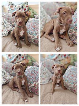 Americký pitbulterier štěňata s PP - 4